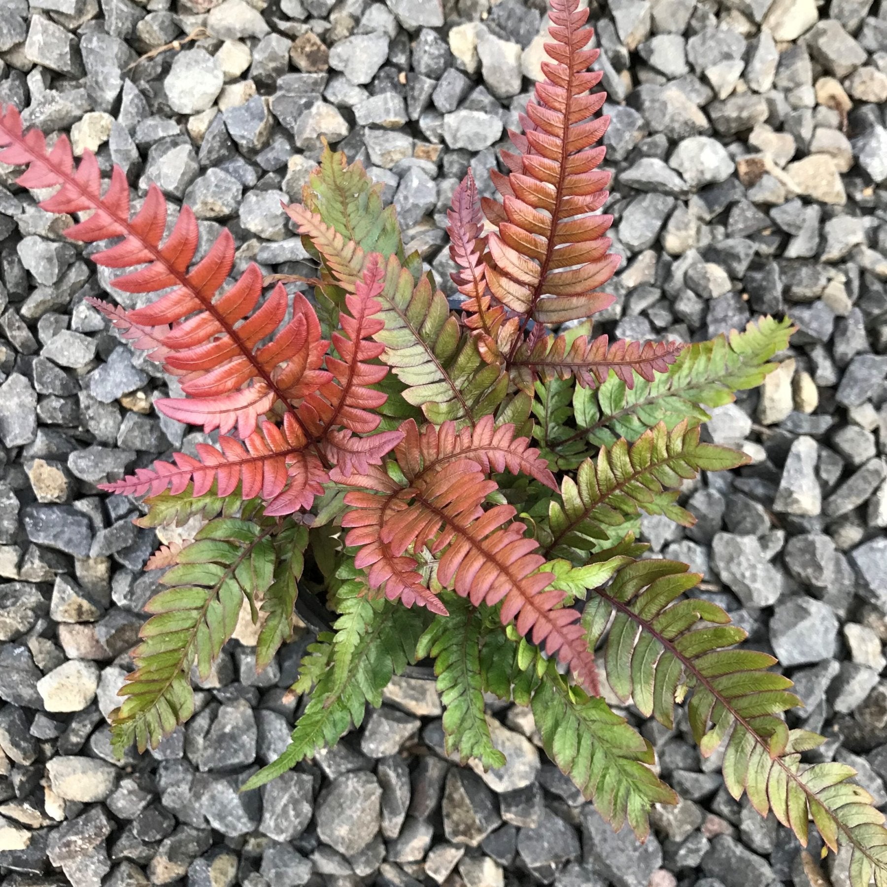 Tricolor Brake Fern close up leaf detail – healthy nursery plant – Foliages.in