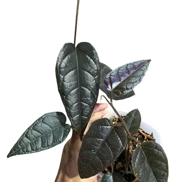 Pterisanthes sp. Narrow
