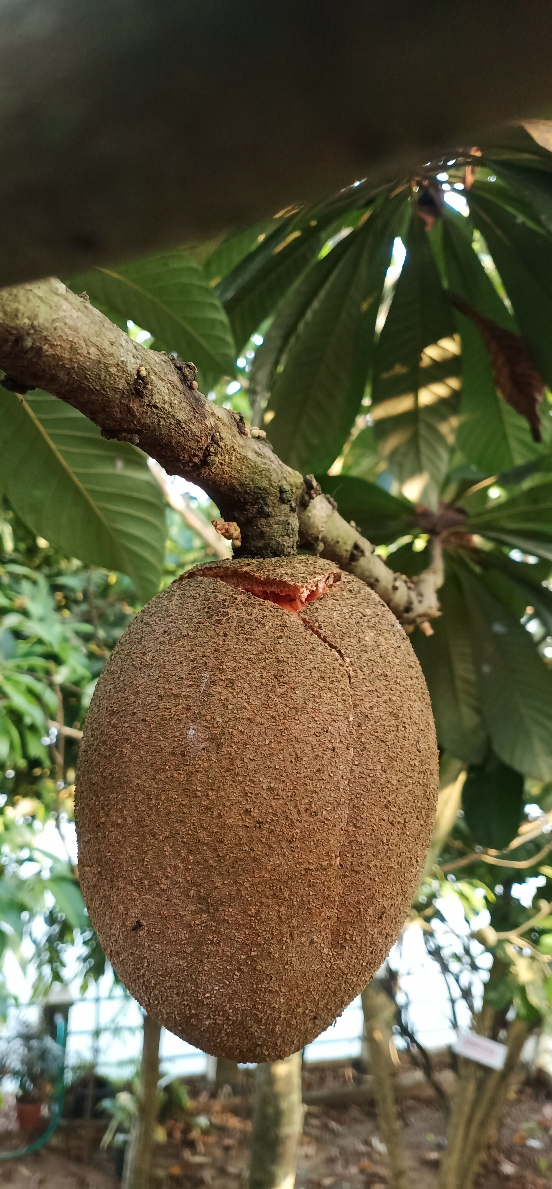 Mamey Sapote Pantine Fruit Plants (Pouteria Sapota)