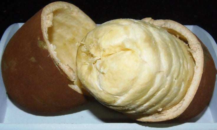 Cupassu Fruit Plants (Theobroma Grandiflorum)