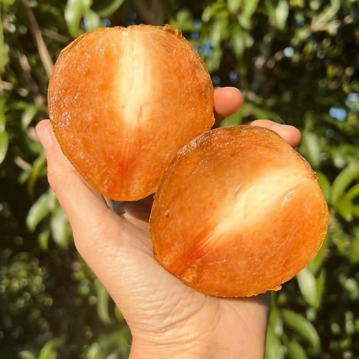 Thai King Sapote Live Plant (Manilkara zapota)