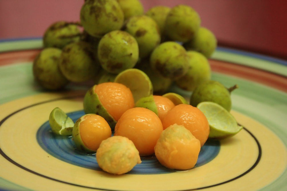 Guayas Fruit Live Plant (Talisia Oliviformis)