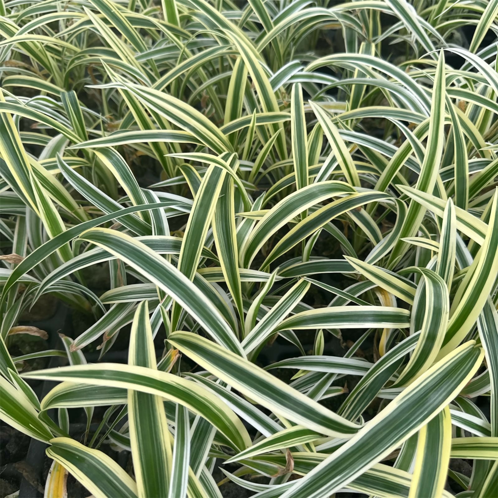 Spider plant (Chlorophytum comosum)