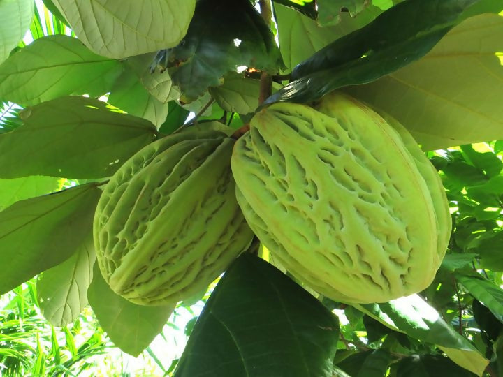 Mocambo Fruit Plants (White Cacao) (Theobroma Bicolor)