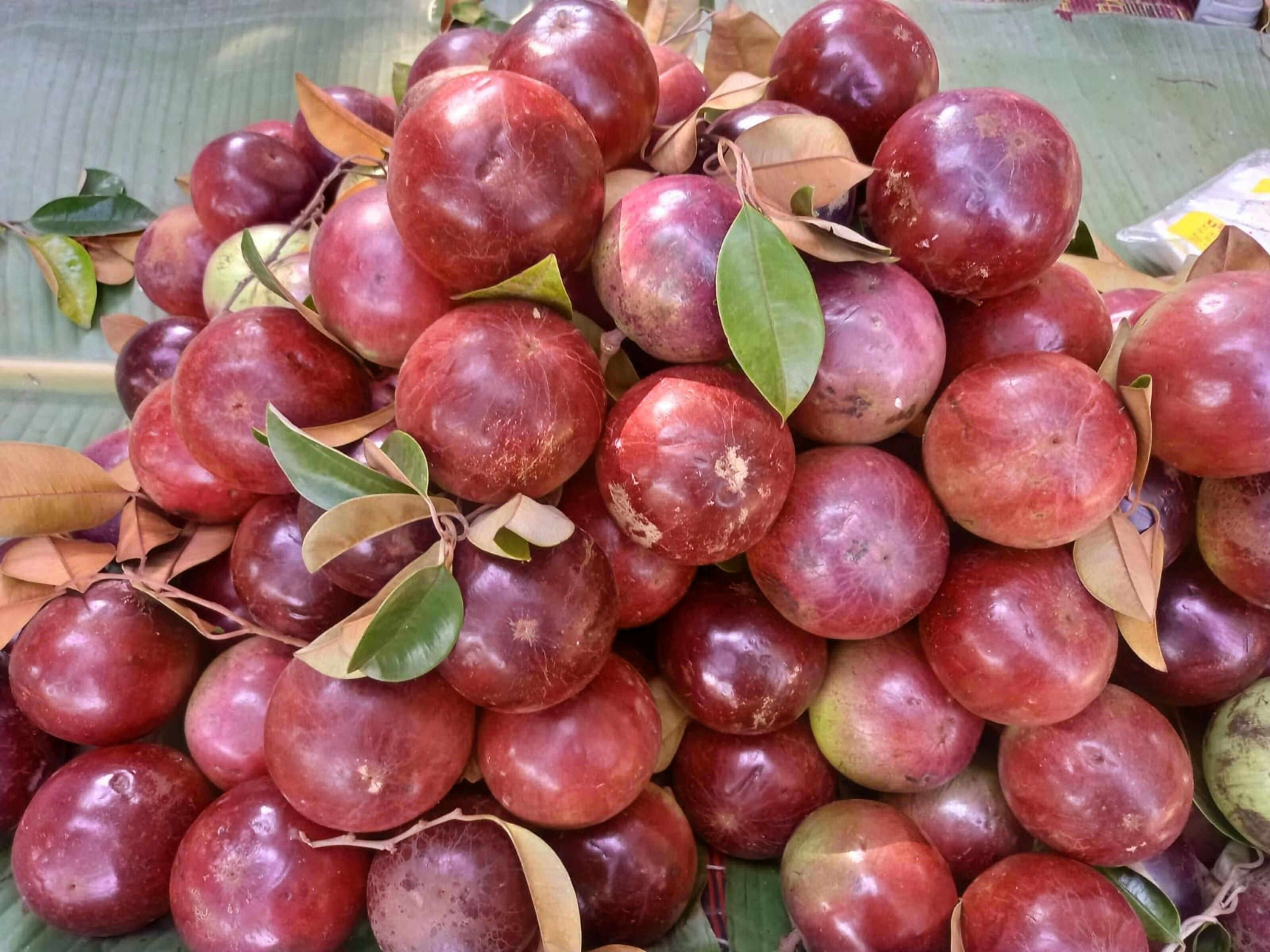 Red Star Apple Live plant (Chrysophyllum Cainito)
