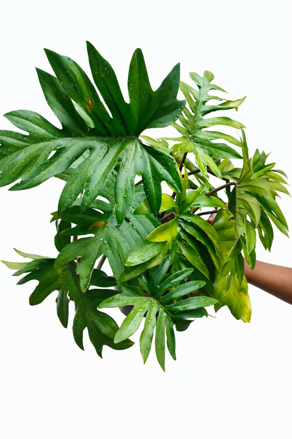 Philodendron Mayoi