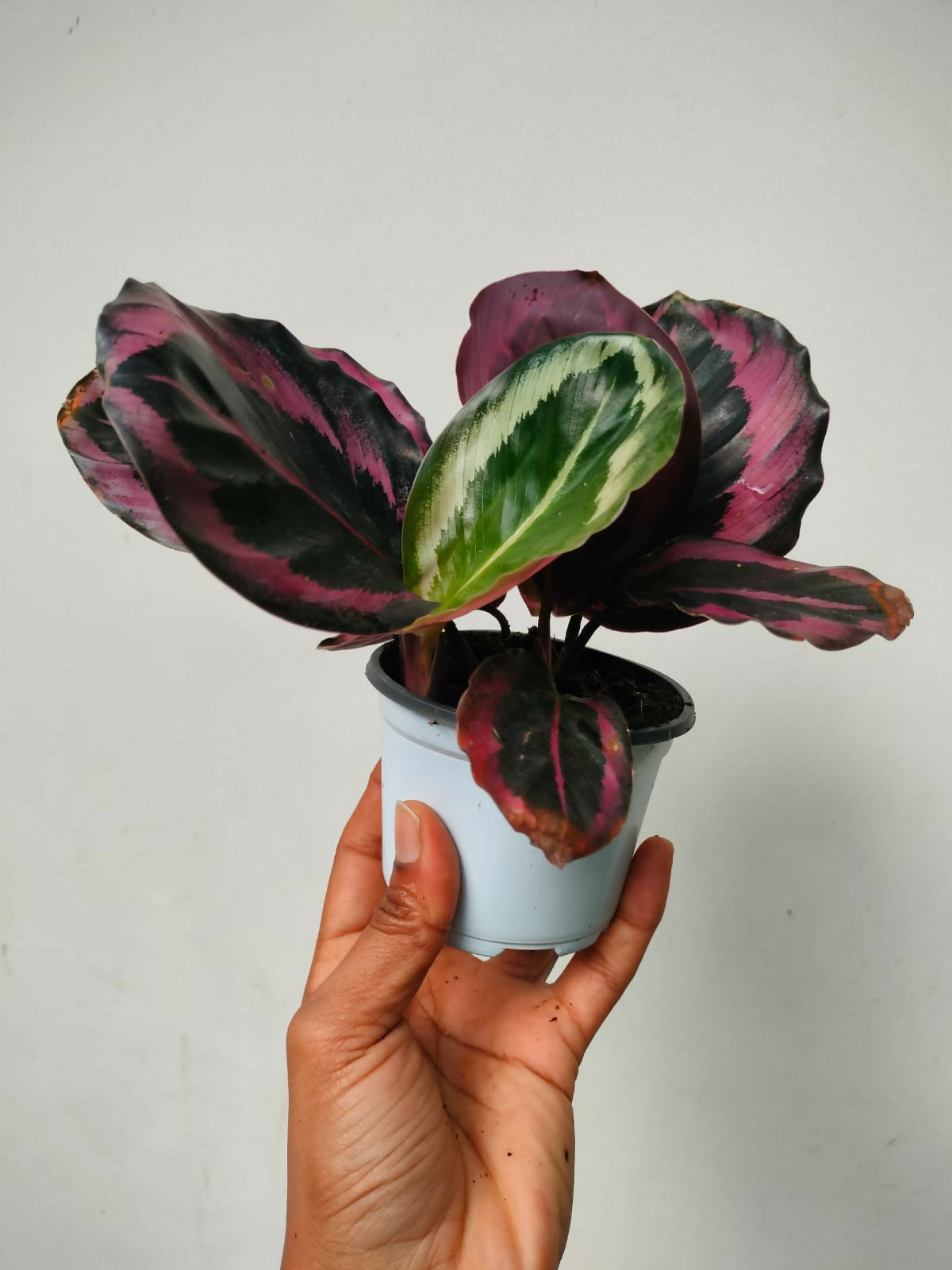 The Lush Flora Calathea Red Wine Prayer Plant