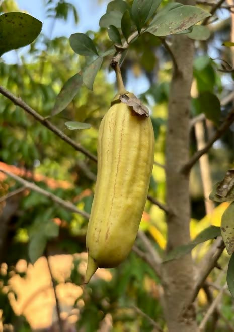 Candle – Live Grafted Exotic Fruit Tree - Keyfarm Wayanad