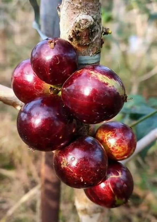 Big Red Pouch Jaboticaba – Live Grafted - Keyfarm Wayanad