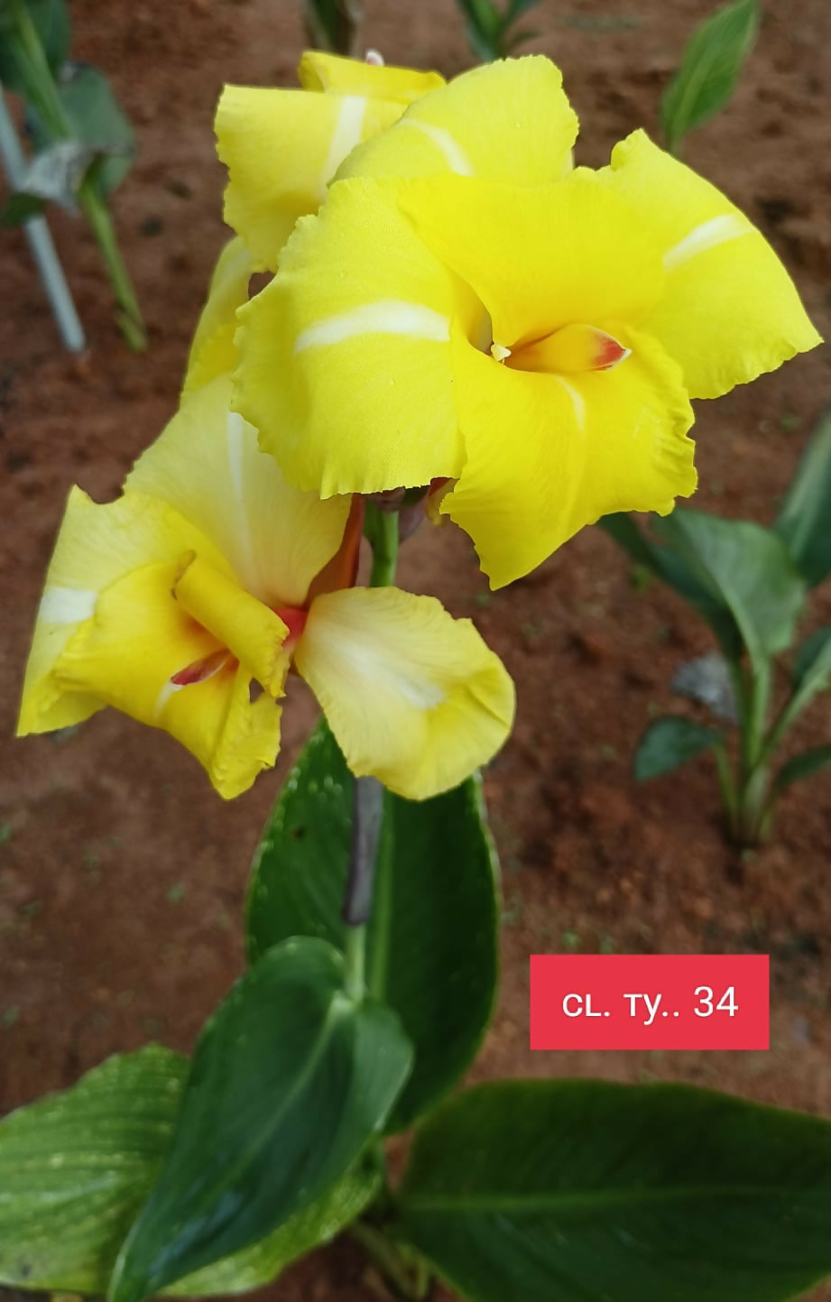 Healthy Canna Lily Bulb CL. TY..34 carefully cultivated by Plant Doctor nursery