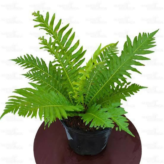 Tree fern (Silver Lady Fern)– Starter TC Plant - Ethereal DNA
