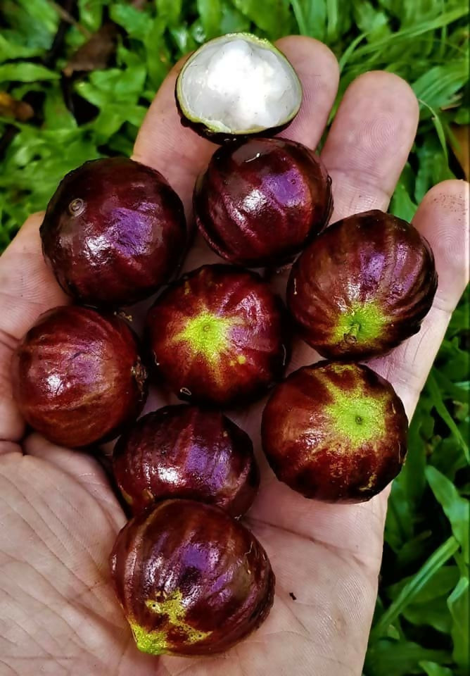 Jaboticaba AxP (Aureana x phitrantha)