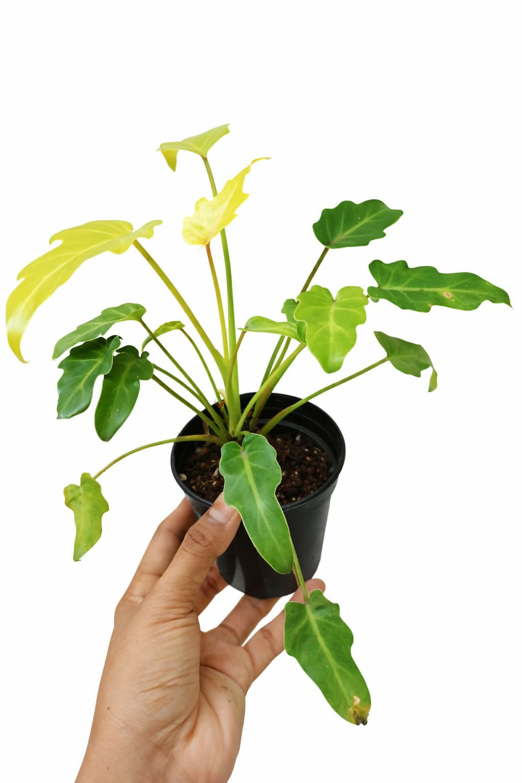 Philodendron Xanadu Golden