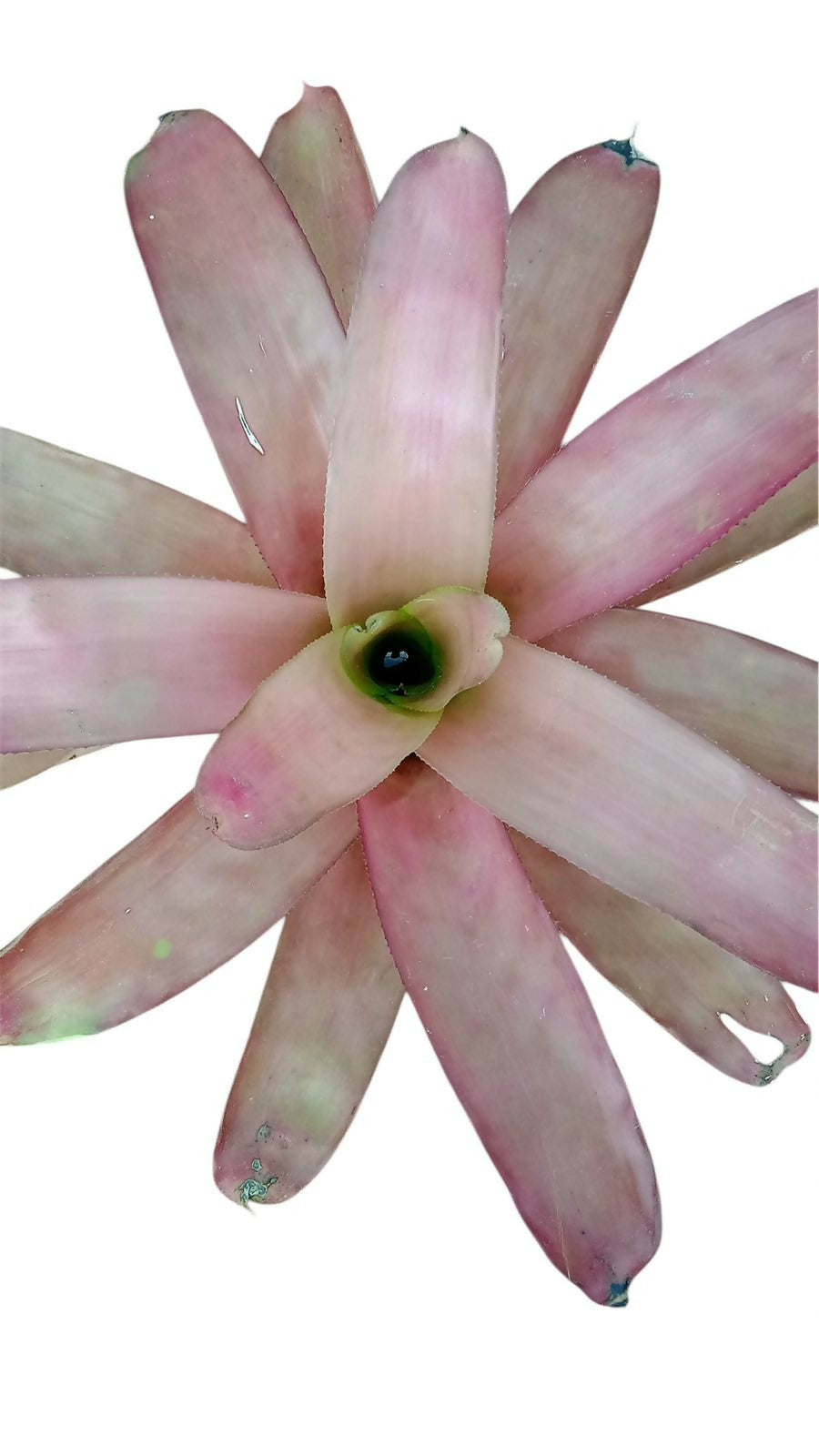 Bromeliad