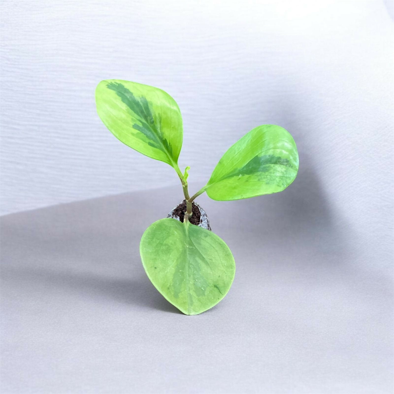 Peperomia Lemon Lime plant- Jiffy sized (2 plants)