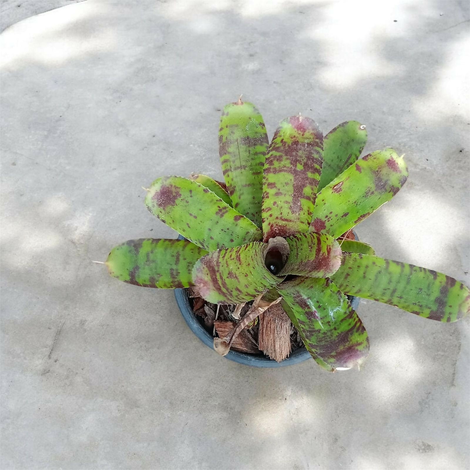 Bromeliad
