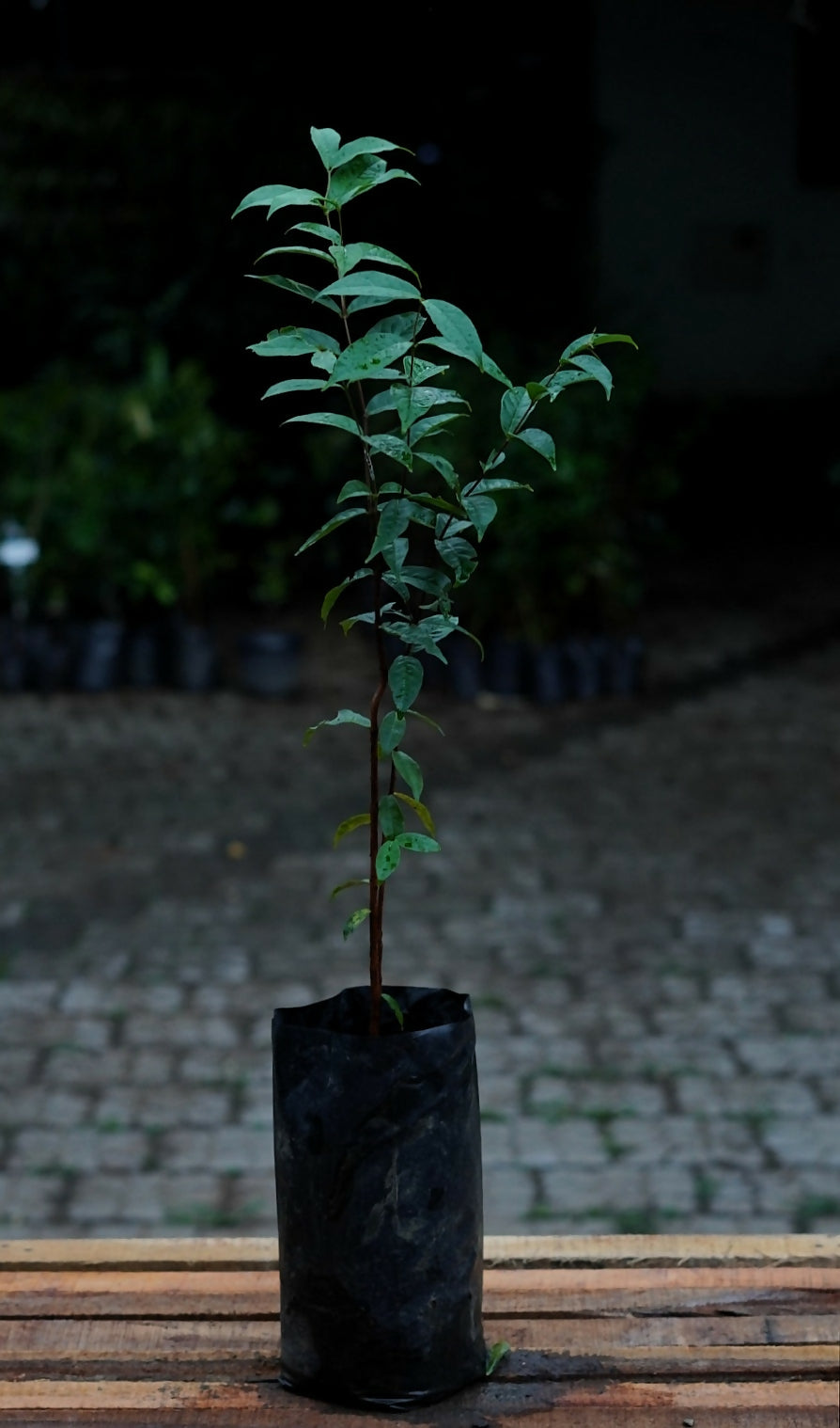 Araza Boi fruit Plants (Eugenia Stipitata)