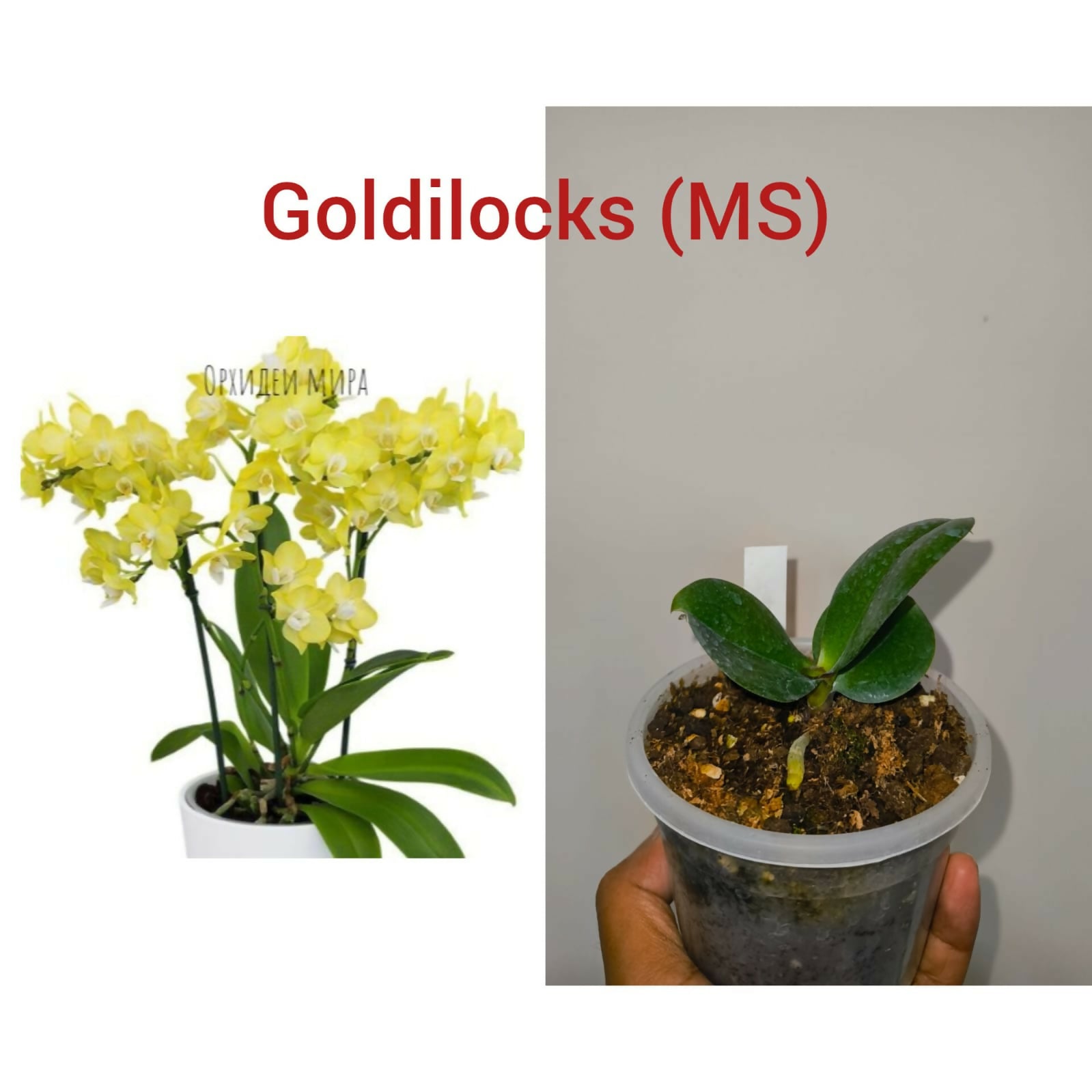 Phalenopsis Orchid- Goldilocks (MS)