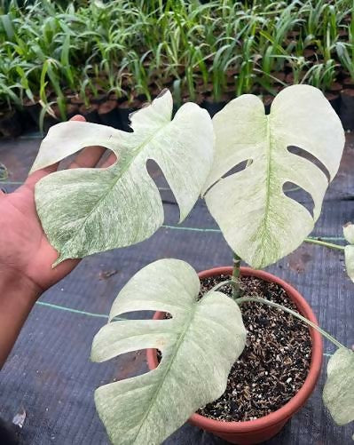 Monstera Full Mint Variegated - Aloevera Greens