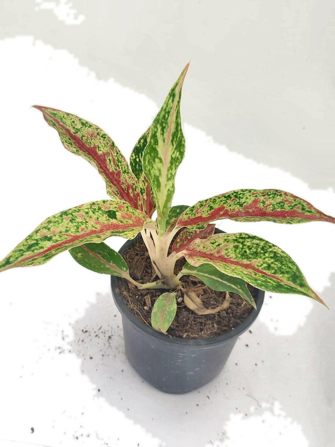 Aglaonema Orange Lipstick – TC Plant - Ethereal DNA