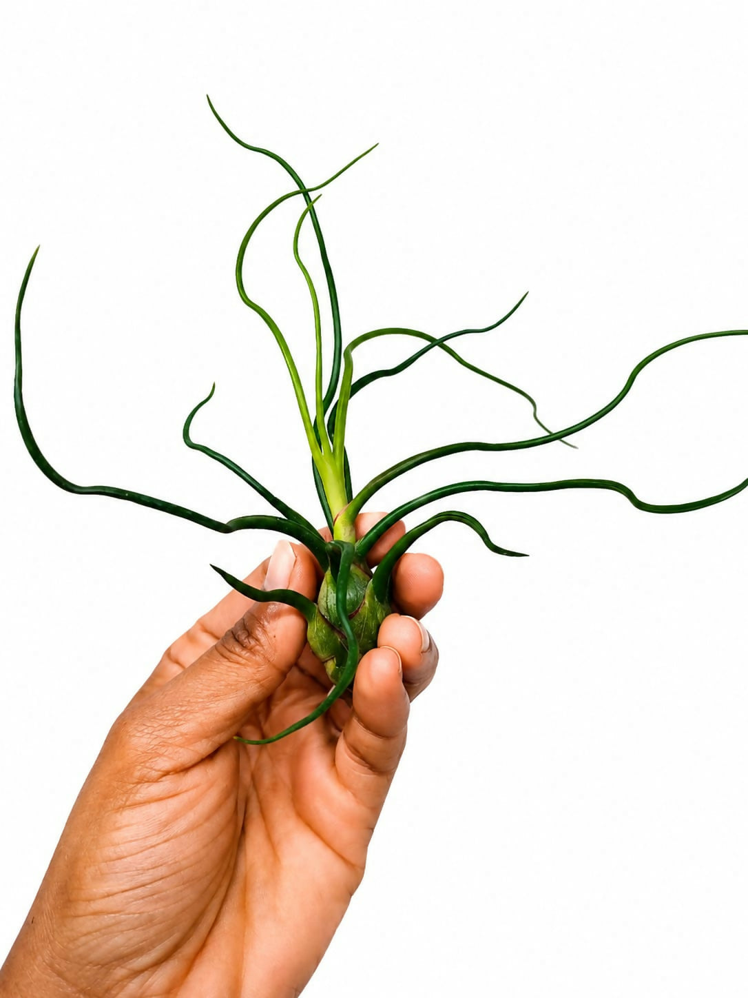 Tillandsia bulbosa- Rare Air Plant- The Lush Flora