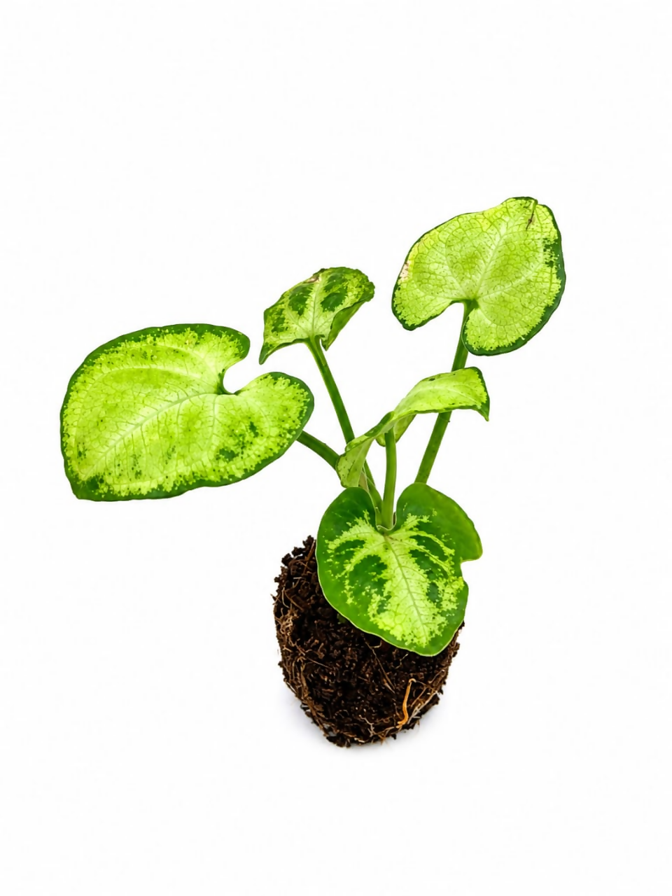 Syngonium White Butterfly – TC Plant - Ethereal DNA