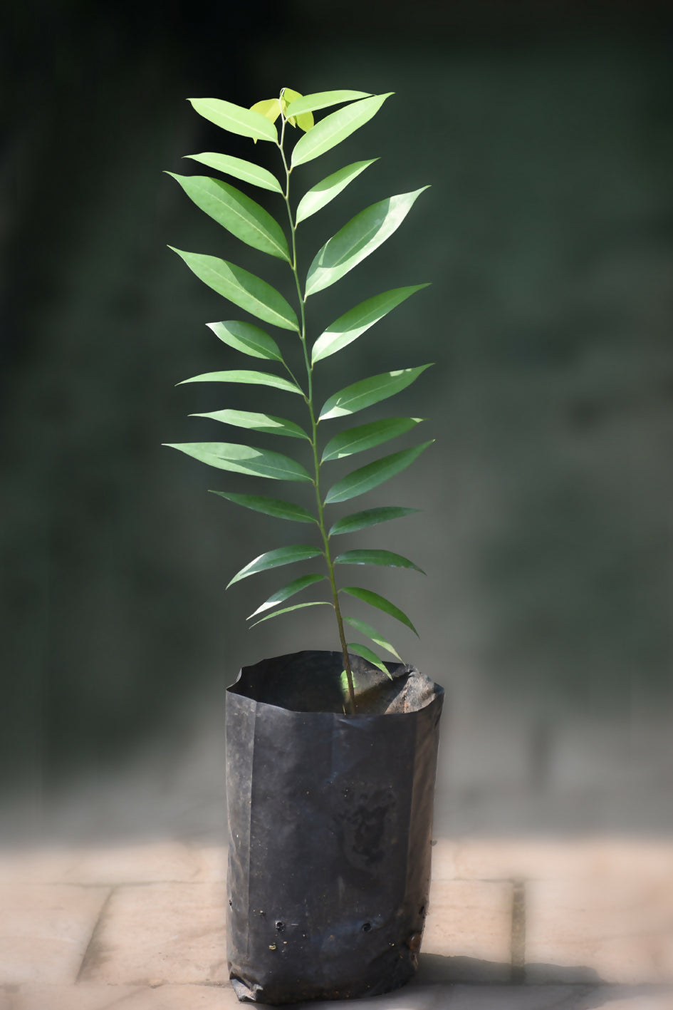 Rumdul Fruit Plant (Sphaerocoryne Affinis)