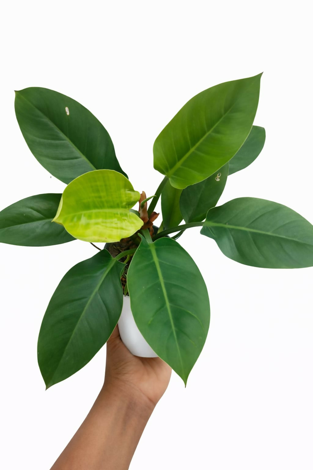 Philodendron Imperial Green