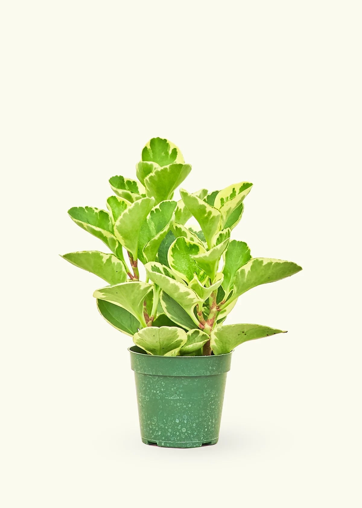 Variegated Peperomia Obtusifolia Indoor Plant