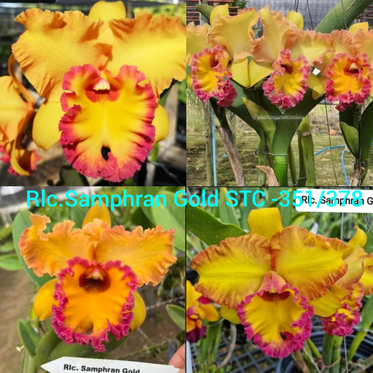 Cattleya Rlc. Samphran Gold STC -351/378- Blooming size