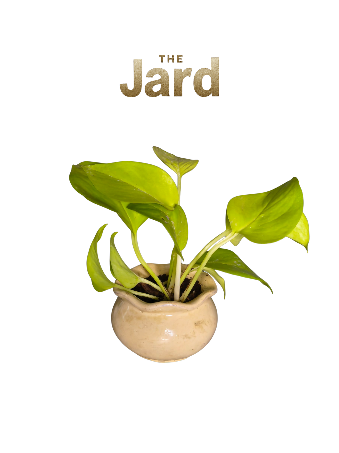 The Jard - 3" x 2.75" - Sustainable | natural texture | Recycled planter