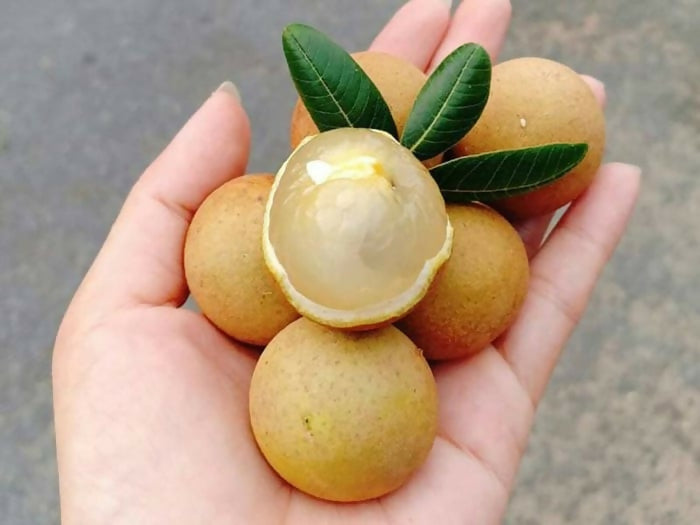 Ping Pong Longan Fruit Plant (Dimocarpus longan)