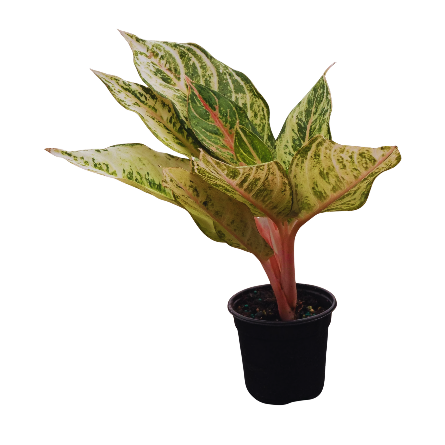 Aglaonema Green Lucky
