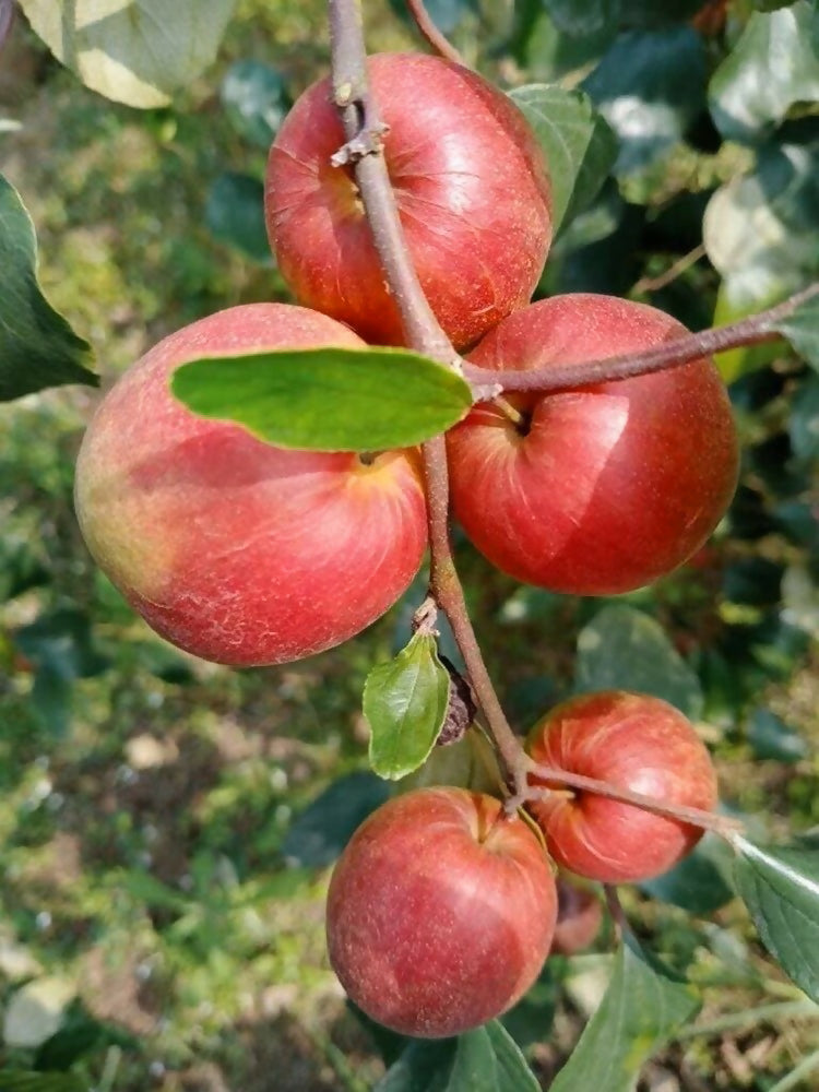 Ball Sundari Apple Ber Live Plant (Ziziphus mauritiana)