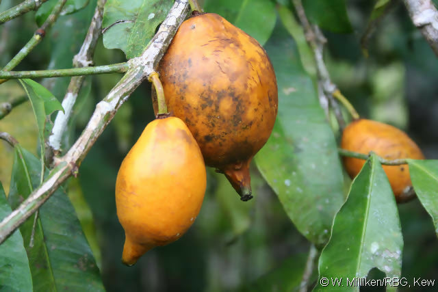 Bacuripari Live Plant (Garcinia macrophylla)