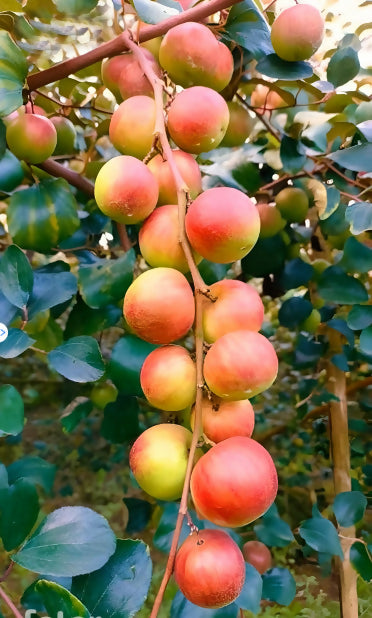 Ball Sundari Apple Ber Live Plant (Ziziphus mauritiana)