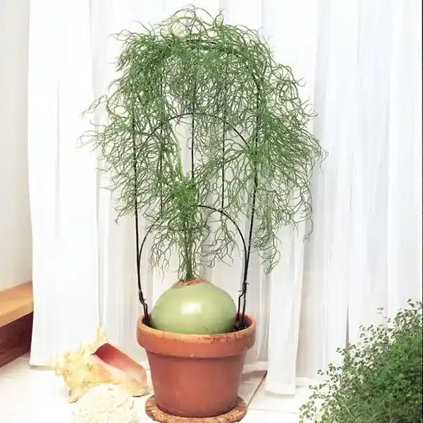 Bowiea Volubilis, Climbing Onion - Bulb