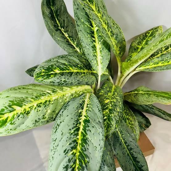 Aglaonema 'Butterfly'