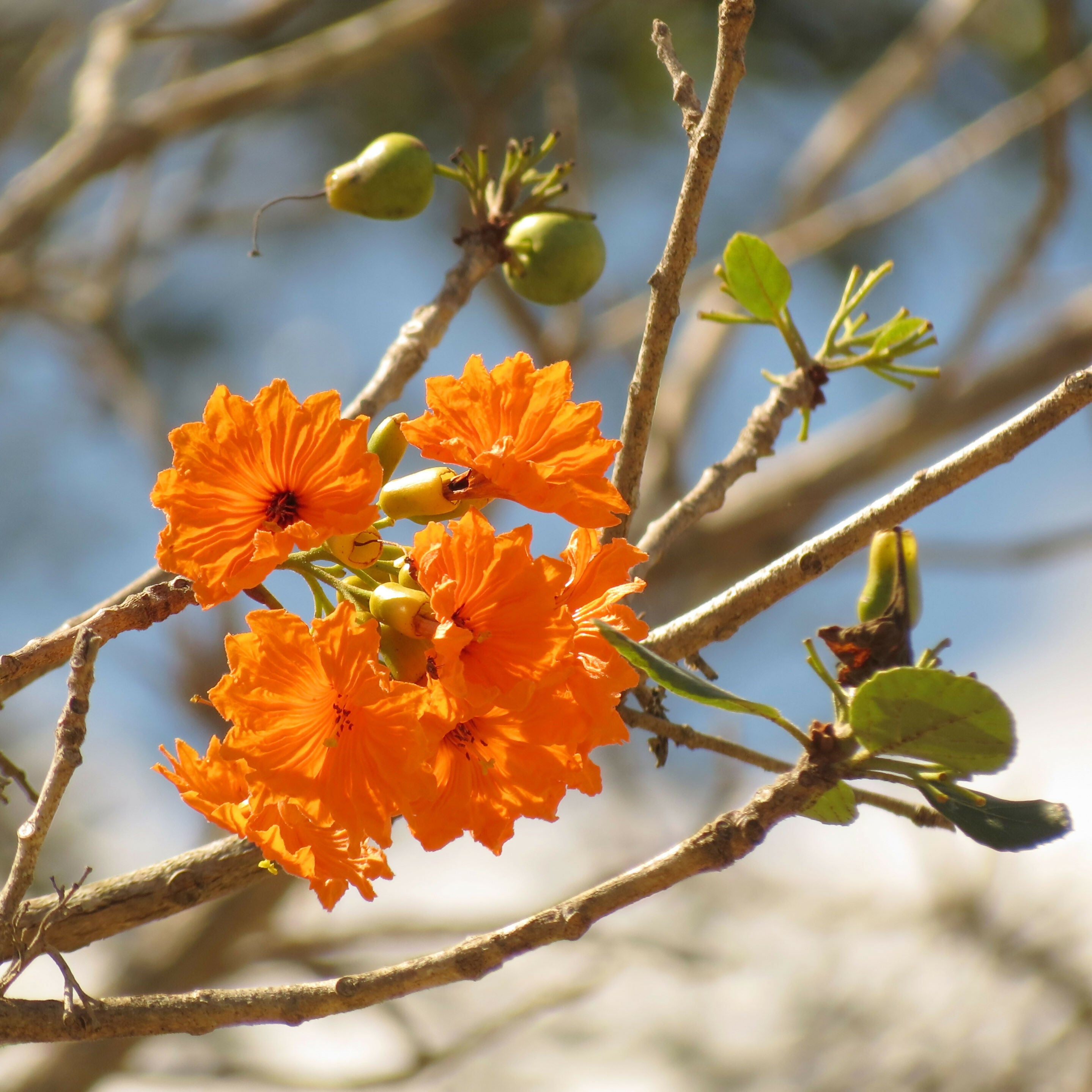 Ziricote Fruit Plant (Cordia dodecandra)
