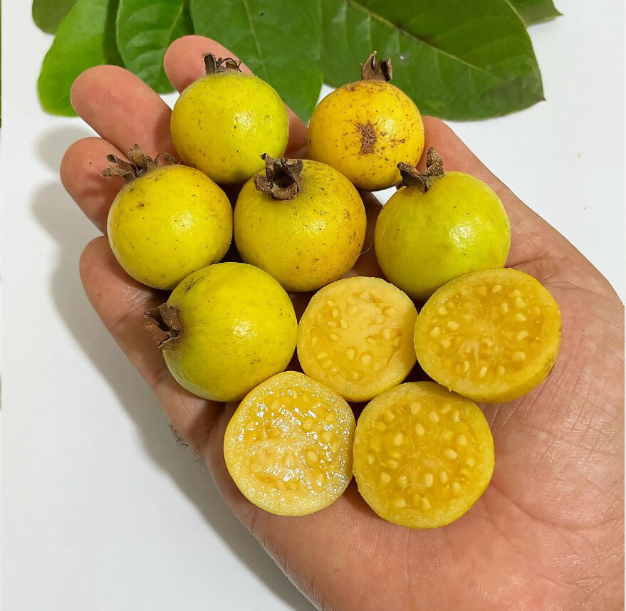 Grape Guava Live Plant (Pdium guineense)