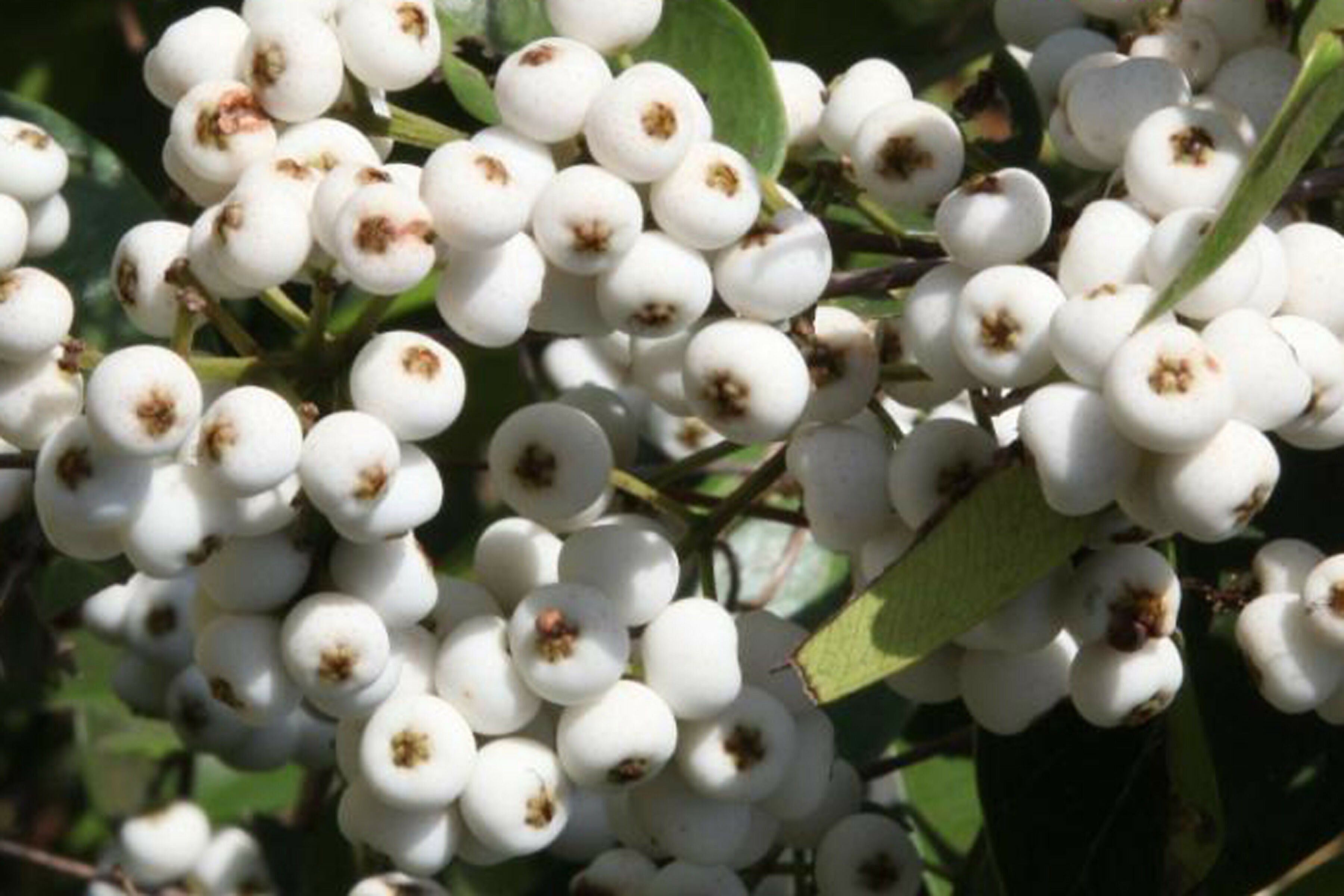 Cat Eye Fruit Plants (Syzygium Zeylanicum)