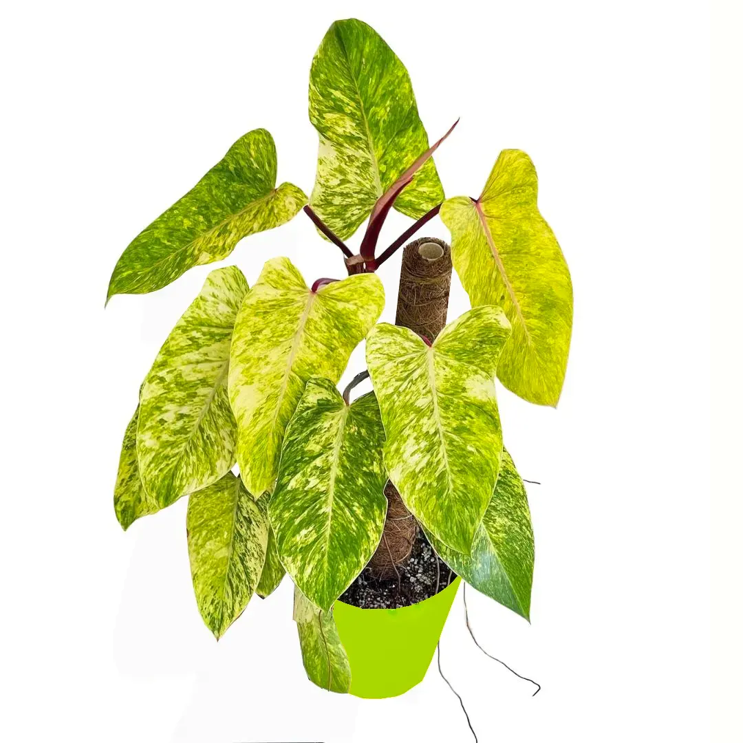 contact rash from philodendron Philodendron Painted Lady – Foliages.in