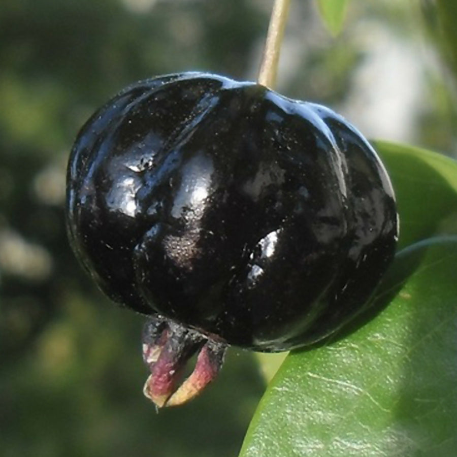 Zill's Surinam Cherry Fruit Plant (Eugenia uniflora)
