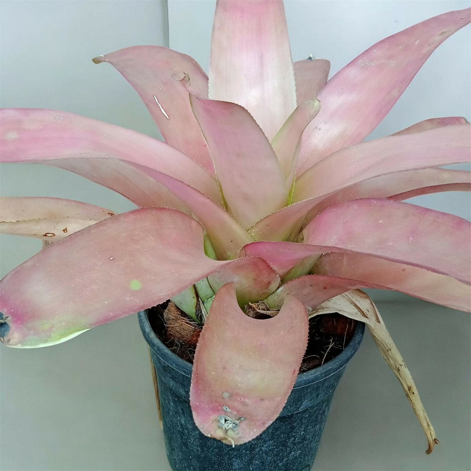 Bromeliad