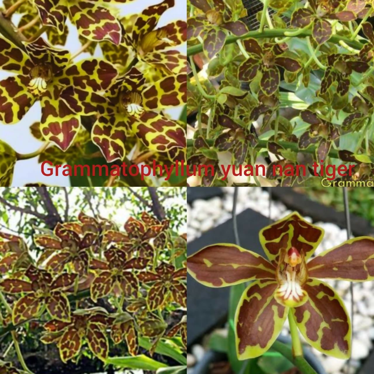 Grammatophyllum Orchid Yuan Nan Tiger