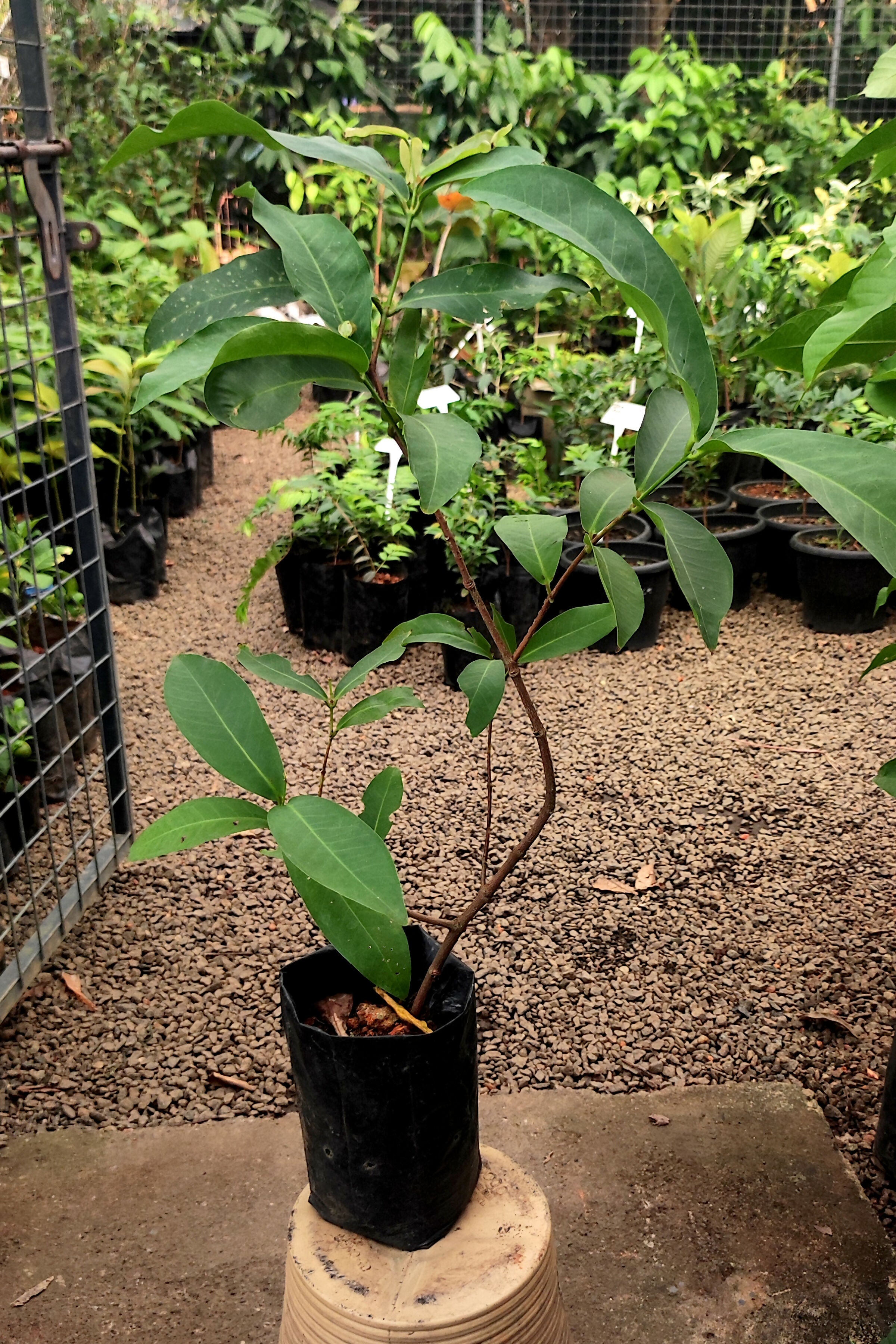 Bangkong Chamba Live Plants (Syzygium Samarangense)