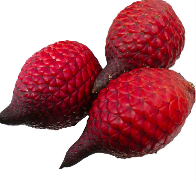 Ridan Fruit Plants (Salacca Affinis)