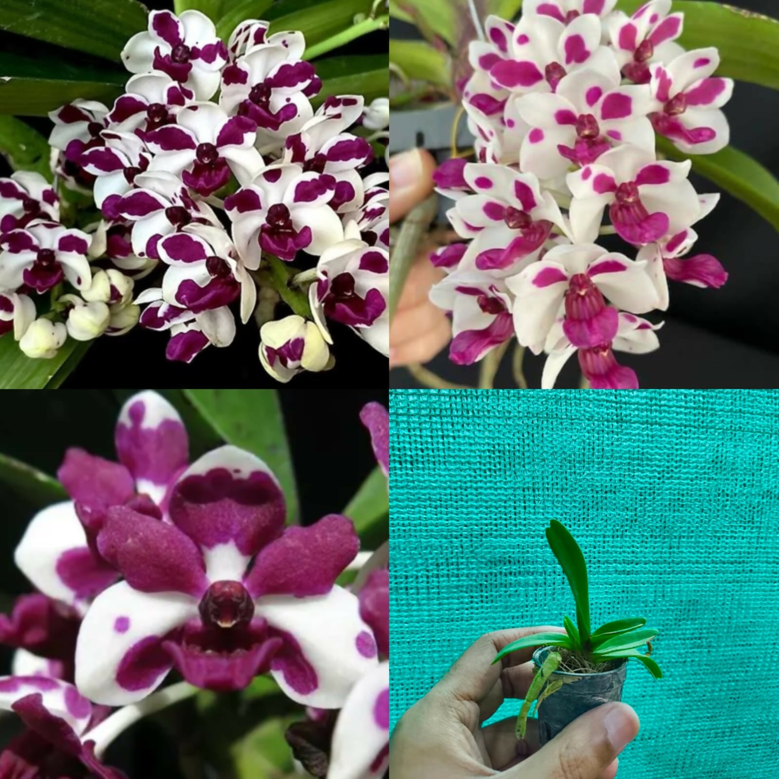 Rhyncostylis Gigantea Orchid