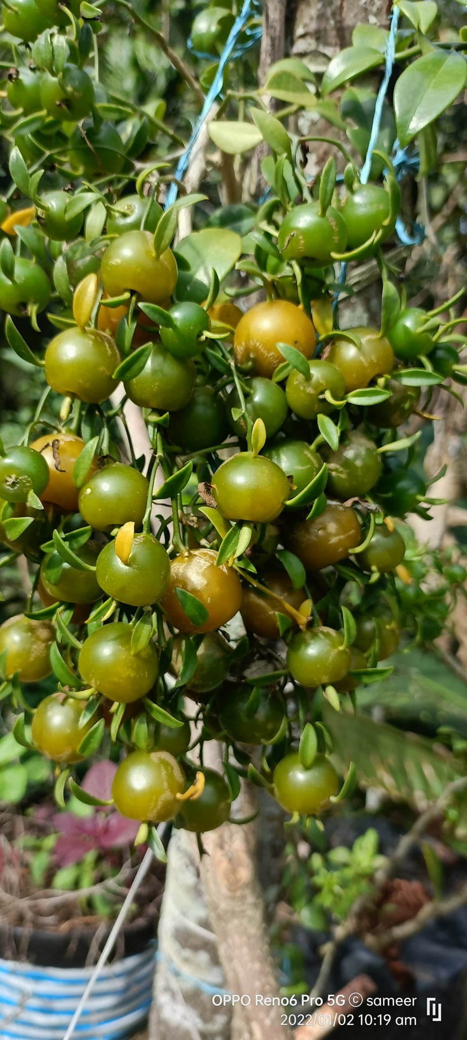 Lemon Vine Fruit Plants (Pereskia Aculeata)