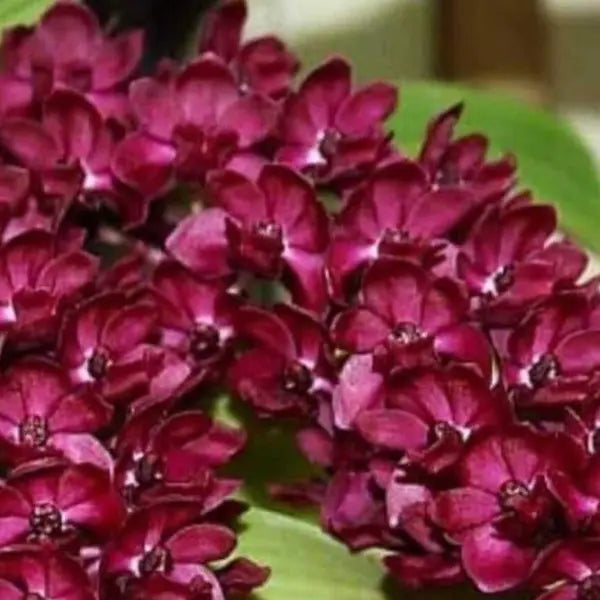 Rhynchostylis (RYS-014)